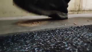 Dog Biscuit Walkover Grind Crush & Trample, size 11 indecent boots 89kg ????????