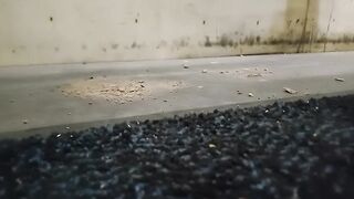 Dog Biscuit Walkover Grind Crush & Trample, size 11 indecent boots 89kg ????????