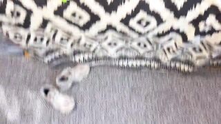 Petite Latin chick Stretched, Sucked & Banged Raw