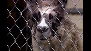 Brittney Drilled Hard by a Large Jock