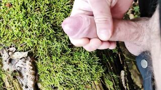 Dong Friction Moos in the forest