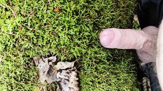 Dong Friction Moos in the forest