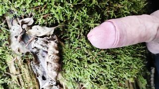 Dong Friction Moos in the forest