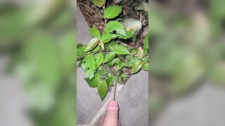 Pissing On The Plant three 《4k》