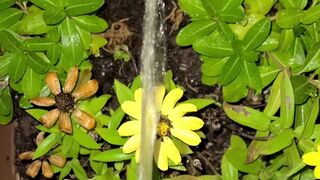Watering The Planter! two《4k》