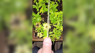 Watering The Planter! two《4k》