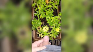 Watering The Planter! two《4k》