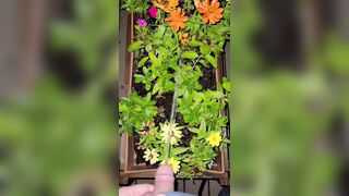 Watering The Planter! two《4k》