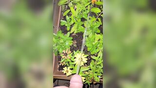 Watering The Planter! two《4k》