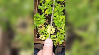 Watering The Planter! two《4k》