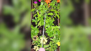 Watering The Planter! two《4k》