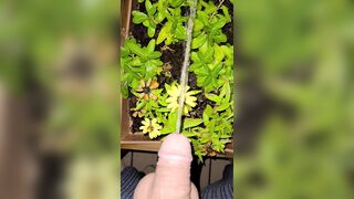 Watering The Planter! two《4k》