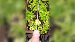 Watering The Planter! two《4k》