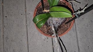 Potted Plant Void urine 1 《4k》