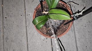 Potted Plant Void urine 1 《4k》