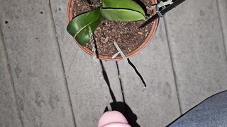 Potted Plant Void urine 1 《4k》