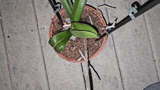 Potted Plant Void urine 1 《4k》