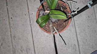 Potted Plant Void urine 1 《4k》