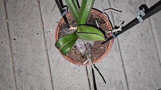 Potted Plant Void urine 1 《4k》