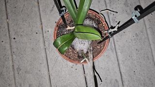 Potted Plant Void urine 1 《4k》