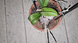 Potted Plant Void urine 1 《4k》