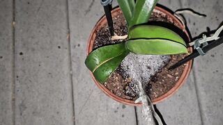 Potted Plant Void urine 1 《4k》