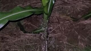 Pissing In The Corn 《4k》