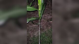 Pissing In The Corn 《4k》