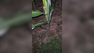 Pissing In The Corn 《4k》