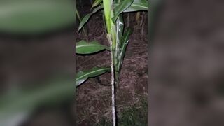 Pissing In The Corn 《4k》