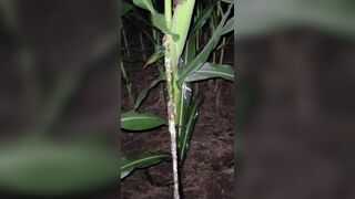 Pissing In The Corn 《4k》