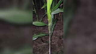 Pissing In The Corn 《4k》