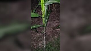 Pissing In The Corn 《4k》