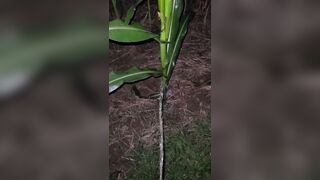 Pissing In The Corn 《4k》