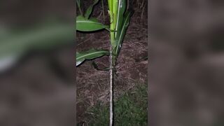 Pissing In The Corn 《4k》