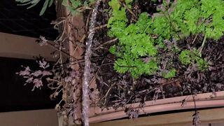 Pissing In The Flowers! 《4k》