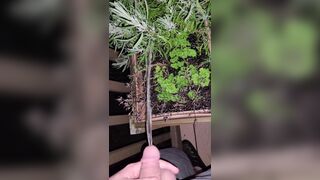 Pissing In The Flowers! 《4k》