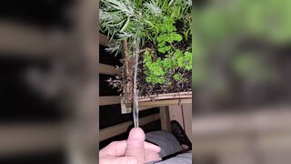 Pissing In The Flowers! 《4k》