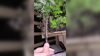 Pissing In The Flowers! 《4k》