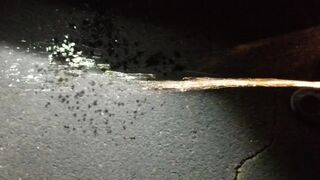 Parking Lot Public Urinate 4