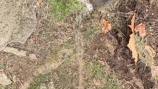 Pissing On The Fence two