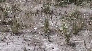 Blond Chick Piddles Wild Closeup