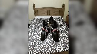 Latex clad selfbondage hogtied climax