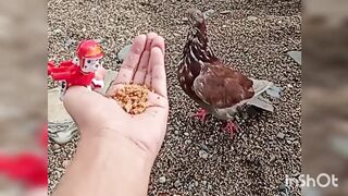 23sep2022 trans crossdressing dance tugjob wank