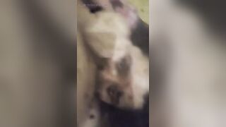 How delightsome is this