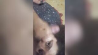 Sucking my Onichan's ramrod