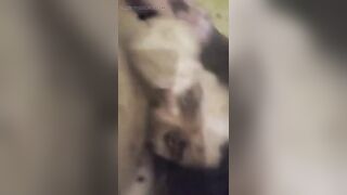 Sucking my Onichan's ramrod