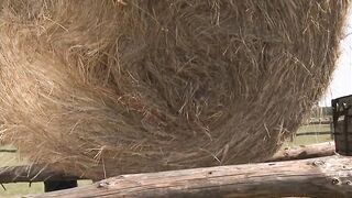 Sunset Stroll Leads to Sexy Farmyard Action