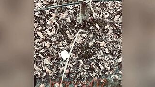 Real pee desperation, nearly peed in my underclothes