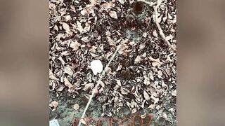 Real pee desperation, nearly peed in my underclothes